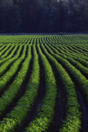 farm crops curving